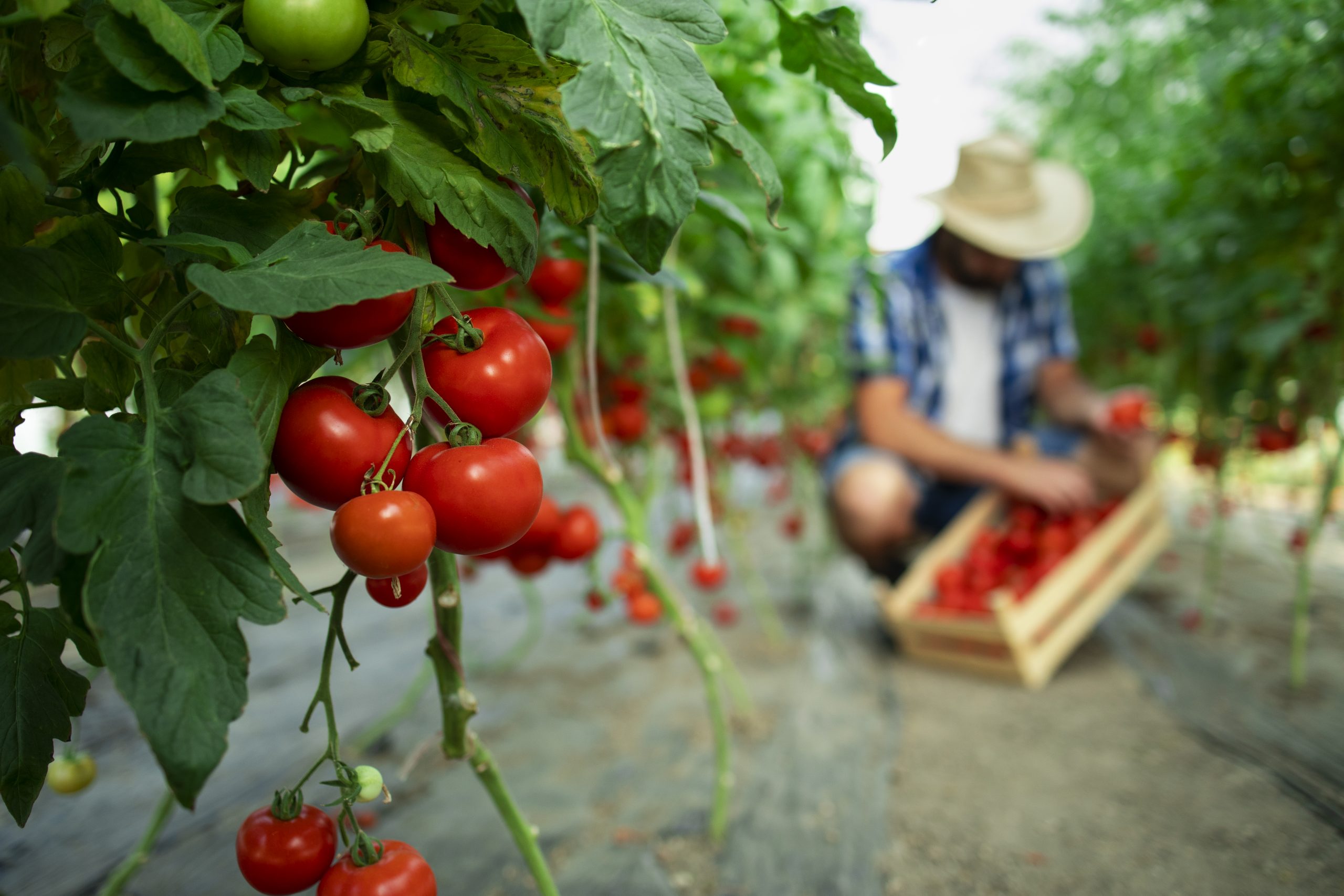 BIODIVERSITA’ E BENEFICCI AGRICOLI